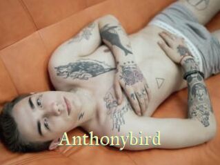 Anthonybird