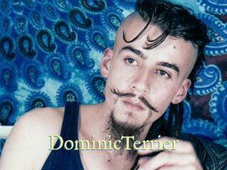 DominicTerrier Cube Lille
