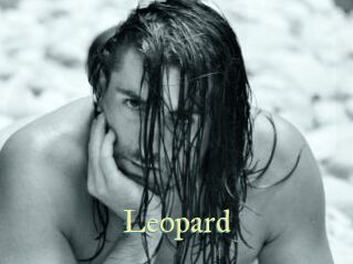 leopard Cube Lille