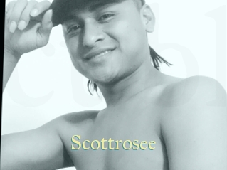 Scottrosee