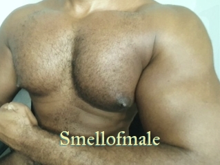 Smellofmale
